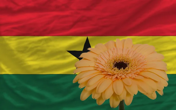 Gerbera-Blume vor der Nationalflagge der Ghanas — Stockfoto