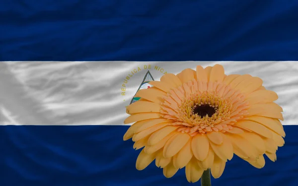 Gerbera bloem op de voorgrond nationale vlag van nicaragua — Stockfoto