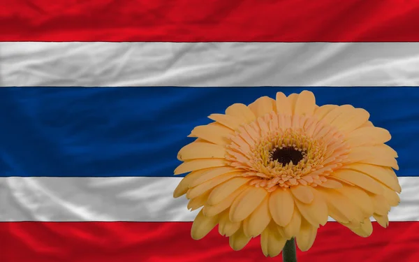 Gerbera flor en frente de la bandera nacional de Tailandia — Foto de Stock