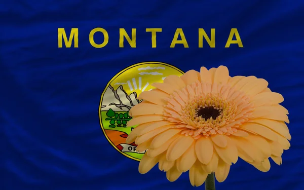 Gerbera flower in front flag of american state of montana — Stock Photo, Image