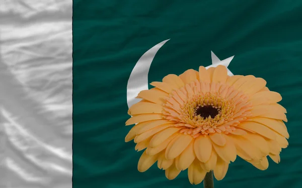 Gerbera flor en frente de la bandera nacional de Pakistán — Foto de Stock