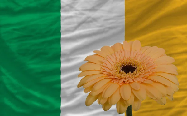 Gerbera bloem op de voorgrond nationale vlag van Ierland — Stockfoto