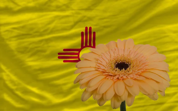 Gerbera flower in front flag of american state of new mexico — Stock Photo, Image