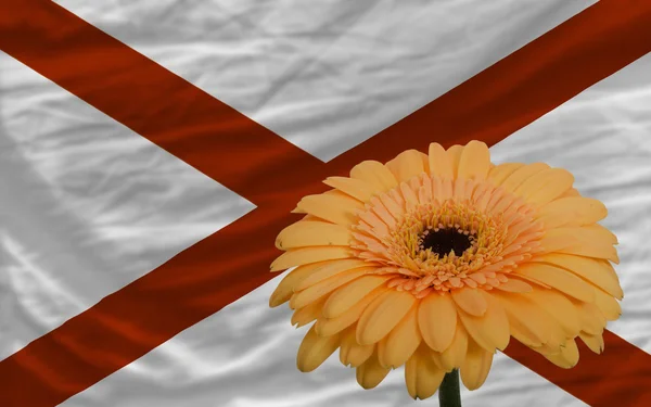 Gerbera flor en frente de la bandera del estado americano de alabama — Foto de Stock