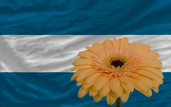 Gerbera flower in front national flag of el salvador — стоковое фото