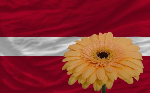 Gerbera bloem op de voorgrond nationale vlag van Letland — Stockfoto