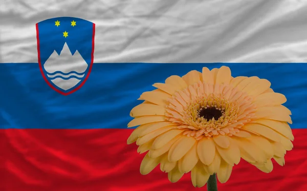 Gerbera bloem op de voorgrond nationale vlag van Slovenië — Stockfoto