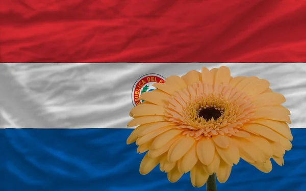 非洲菊花卉在前面的巴拉圭国旗 — 图库照片