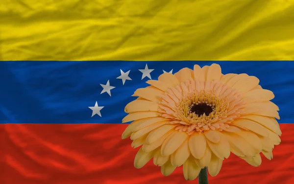 Gerbera fleur devant drapeau national de venezuela — Photo