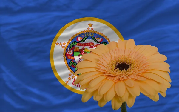 Gerbera bloem op de voorgrond vlag van de Amerikaanse staat minnesota — Stockfoto