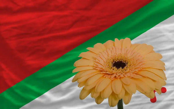 Gerbera fleur devant drapeau national de de katanga — Photo
