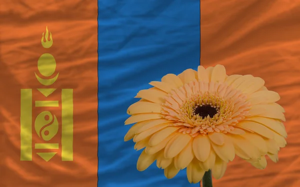 Gerbera bloem op de voorgrond nationale vlag van Mongolië — Stockfoto