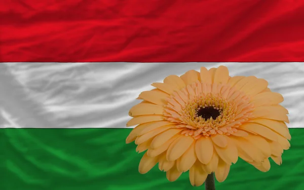 Gerbera bloem op de voorgrond nationale vlag van Hongarije — Stockfoto