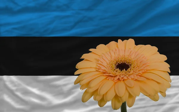 Гербера квітка в передній Національний прапор Естонії — стокове фото