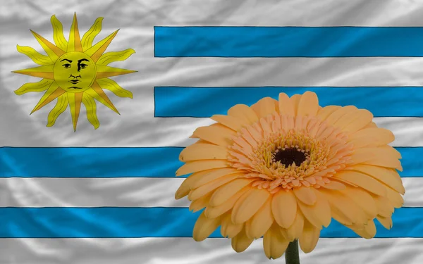 Gerbera flower in front national flag of uruguay — Stock Photo, Image