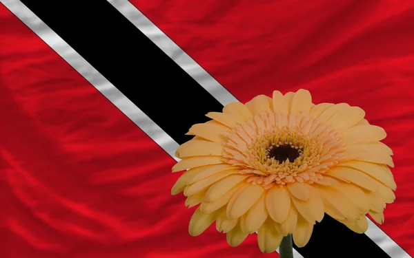 Gerbera flower in front national flag of trinidad tobago — стоковое фото