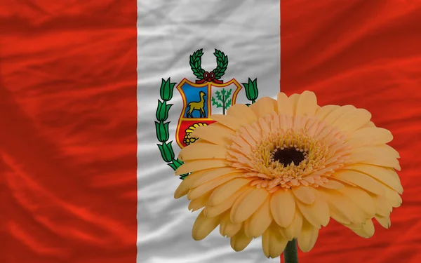Ζέρμπερες λουλούδι μπροστά εθνική σημαία του Περού — Φωτογραφία Αρχείου