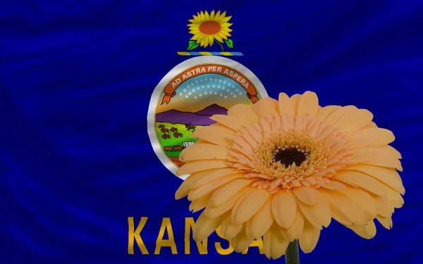 Gerbera blomma framför flagga amerikanska delstaten kansas — Stockfoto