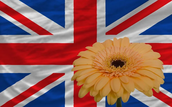 Gerbera bloem op de voorgrond nationale vlag van Verenigd Koninkrijk — Stockfoto