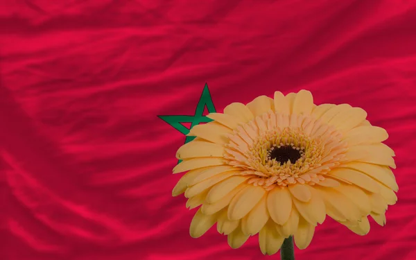 Gerbera flower in front national flag of morocco — стоковое фото