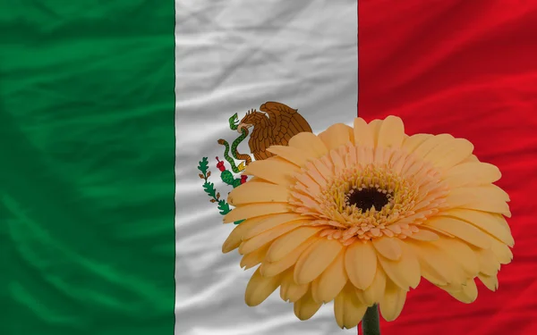 Gerbera flor en frente de la bandera nacional de México — Foto de Stock