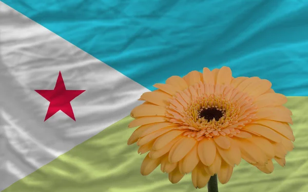 Gerbera flor en frente bandera nacional de de de djibuti — Foto de Stock