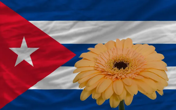 Gerbera kvetou před státní vlajka Kuby — Stock fotografie
