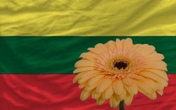 Gerbera flower in front national flag of lithuania — Stock Photo, Image