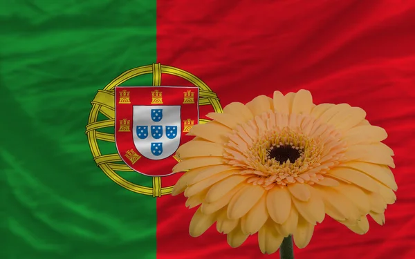 Gerbera flor en frente bandera nacional de portugal — Foto de Stock