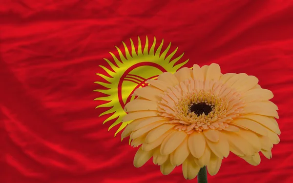 Flor de gerbera na frente bandeira nacional do Quirguizistão — Fotografia de Stock