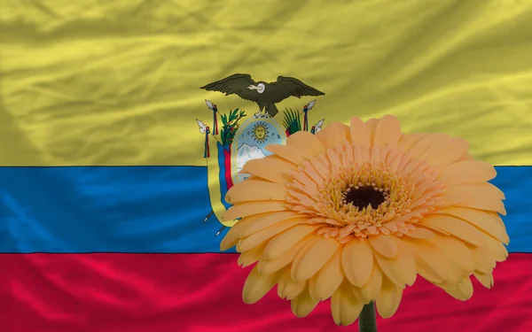 Gerbera flor frente a bandera nacional de ecuador — Foto de Stock