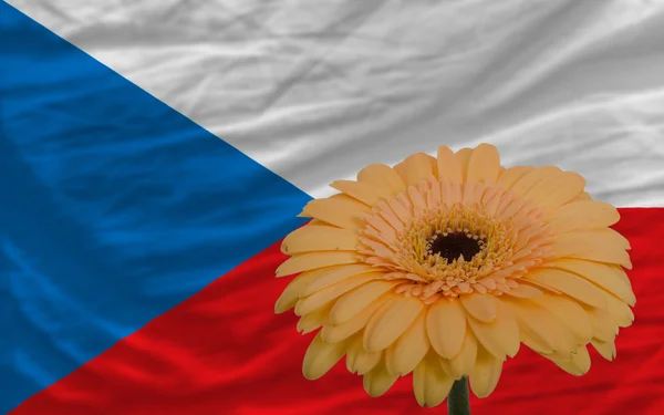 Gerbera flower in front national flag of czech — Stock Photo, Image