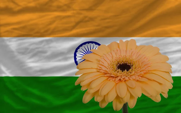 Gerbera flower in front national flag of of india — Stock Photo, Image