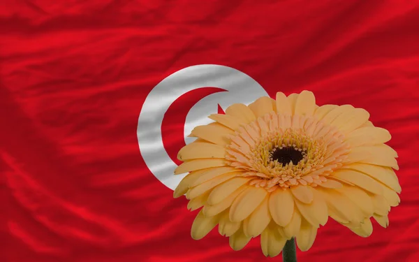 Gerbera flower in front national flag of tunisia — стоковое фото