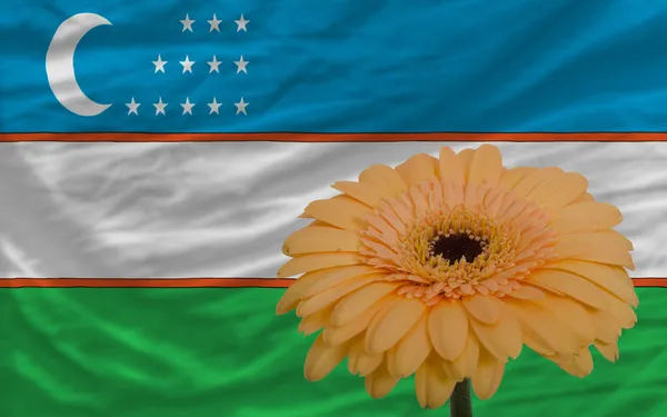 Gerbera bloem op de voorgrond nationale vlag van Oezbekistan — Stockfoto