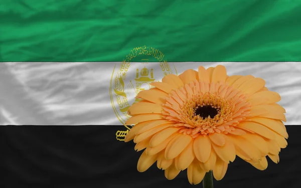 Gerbera flor en frente bandera nacional de afghanistan — Foto de Stock