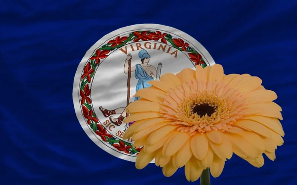 Gerbera kwiat z przodu flaga z amerykańskiego stanu Wirginia — Zdjęcie stockowe