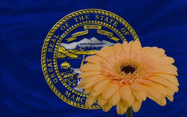 Gerbera flower in front flag of american state of nebraska — стоковое фото