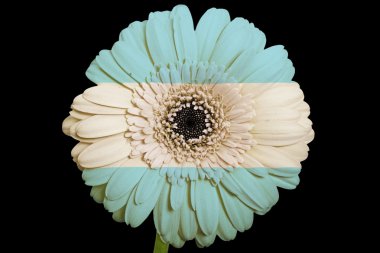 gerbera papatya çiçeği renkleri üzerinde Arjantin bayrağı