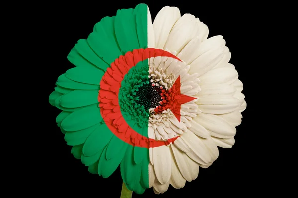 在颜色的国旗，阿尔及利亚 b 上非洲菊菊花花 — 图库照片