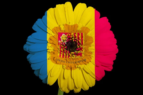 Gerbera daisy blomman i färger nationella flagga andorra på b — Stockfoto