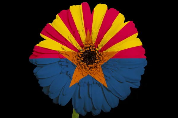 Gerbera daisy flower in colors flag of american state of arizon — Stock Photo, Image