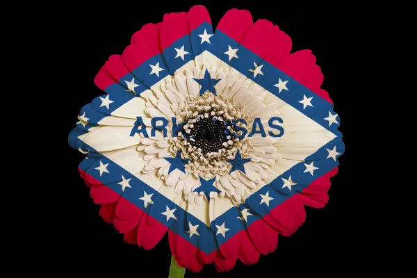 Arkans のアメリカの状態の色旗のガーベラ デイジーの花 — ストック写真