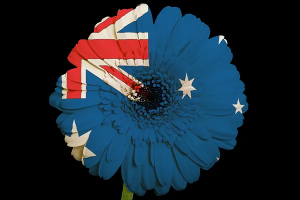 Gerbera daisy flower in colors national flag of australia on — Stock Photo, Image