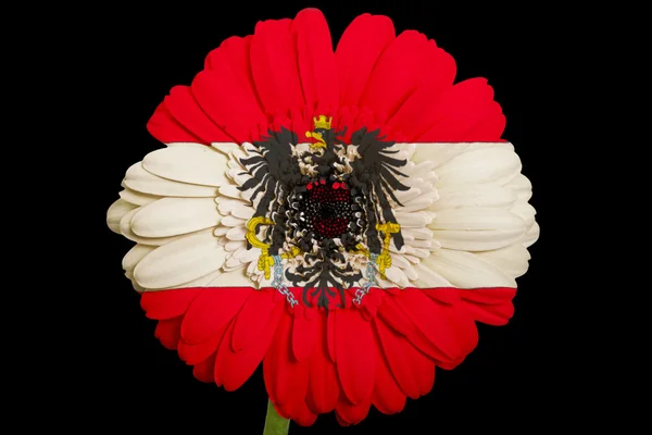 Gerbera flor margarida em cores bandeira nacional da Áustria em b — Fotografia de Stock
