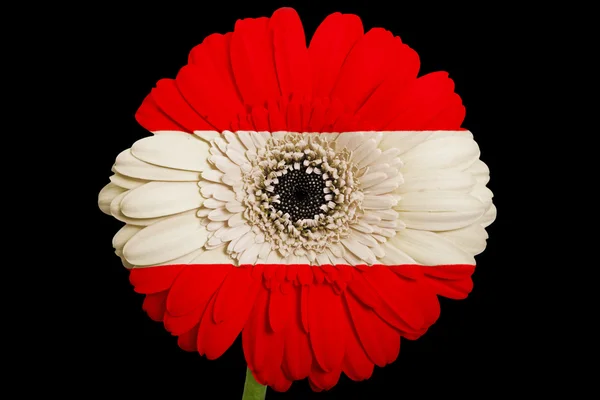 Gerberas flores en colores bandera nacional de austria en b — Foto de Stock