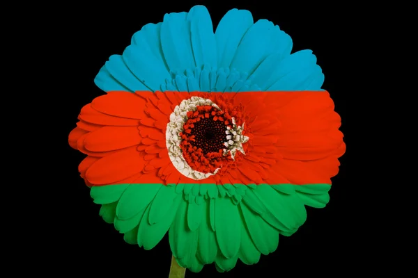 Gerbera daisy flower in colors national flag of azerbaijan o — Stock Photo, Image