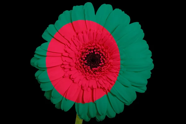 Gerbera daisy flower in colors national flag of bangladesh o — Stock Photo, Image