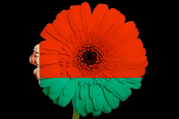 Gerbera daisy flower in colors national flag of belarus on b — Stock Photo, Image
