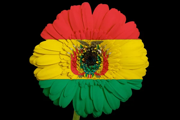 Gerbera daisy blomman i färger nationella flagga bolivia på b — Stockfoto